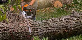 How Our Tree Care Process Works  in  Warsaw, VA