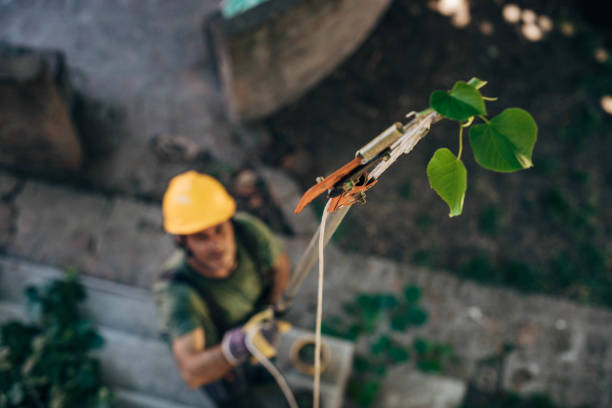 Best Hazardous Tree Removal  in Warsaw, VA